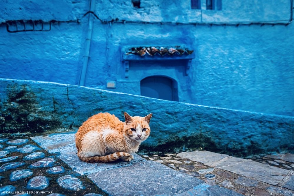 Хвостатые жители Синего города | Tailed residents of the Blue City