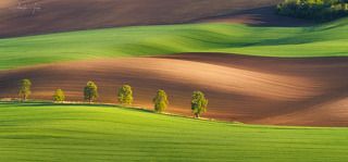 Chestnut alley in South Moravia.