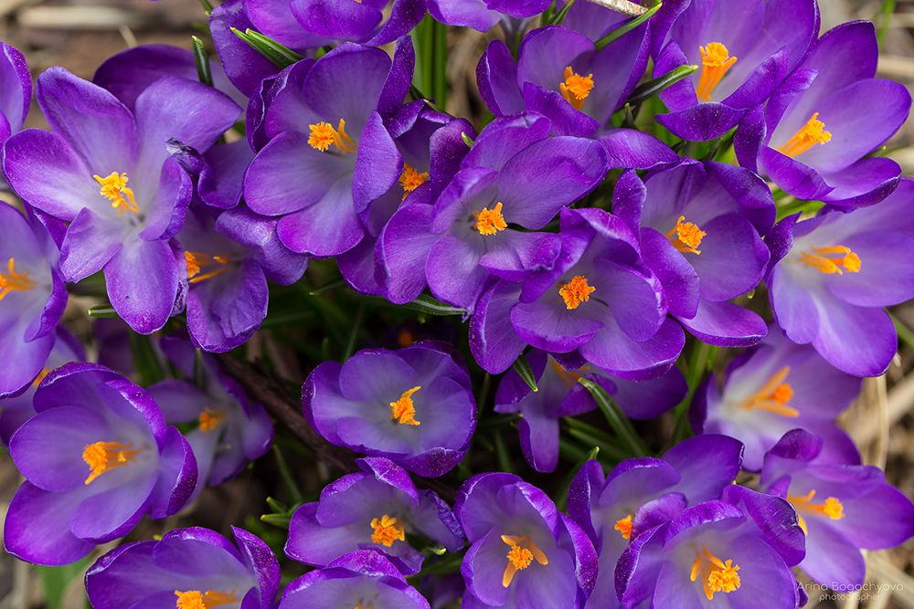 Крокусы