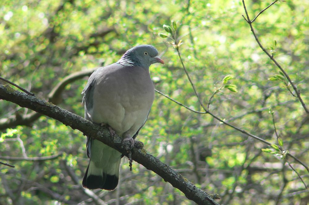 Вяхирь (Columba palumbus)
