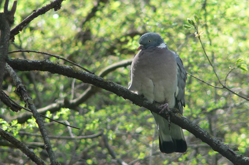Вяхирь (Columba palumbus)