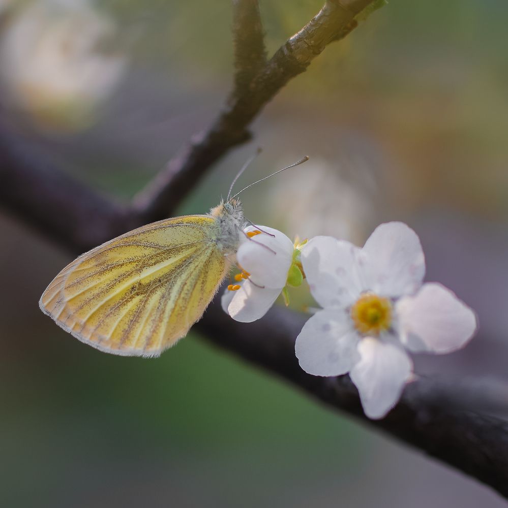 Spring decoration