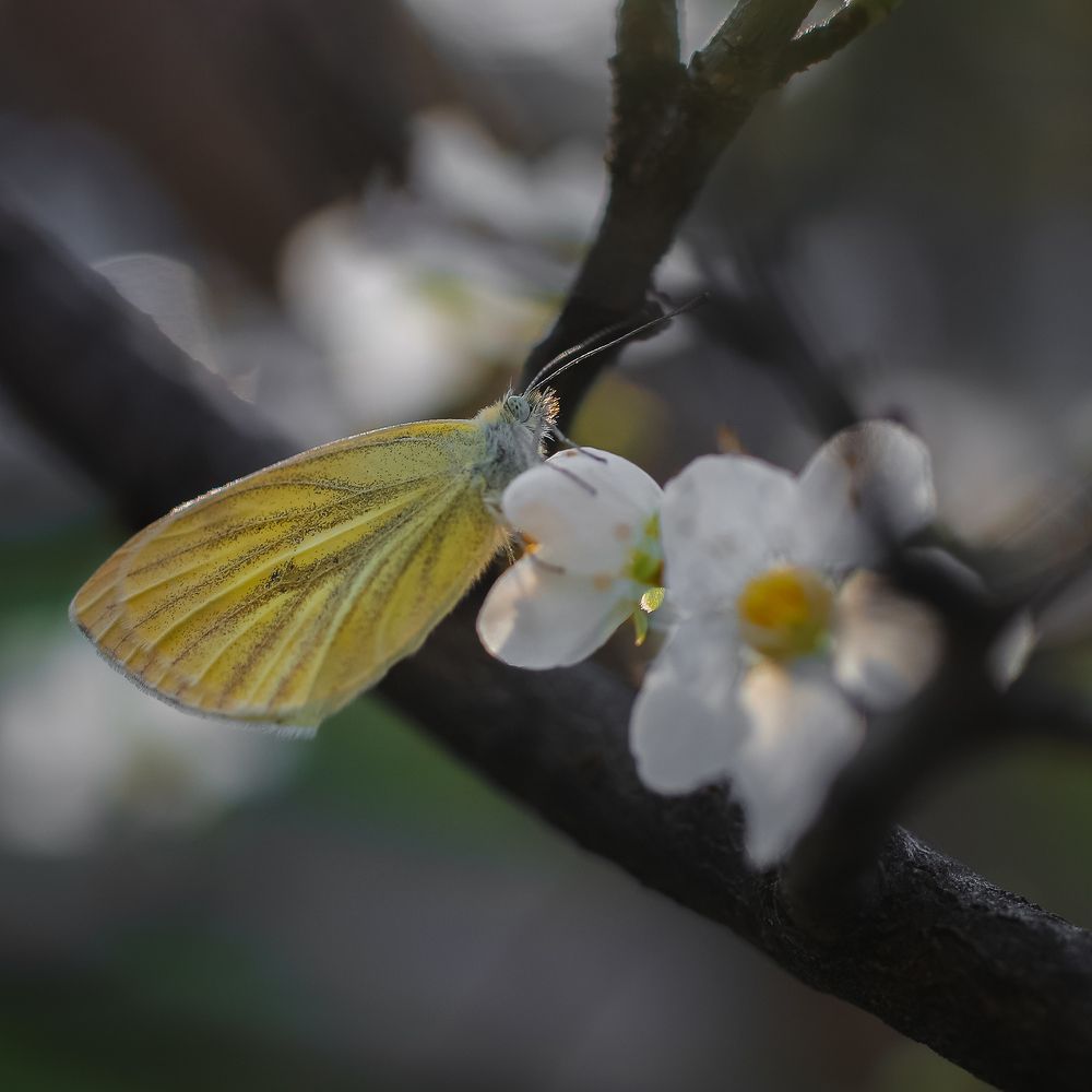Spring decoration
