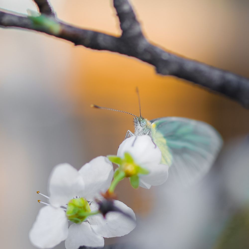 Spring decoration