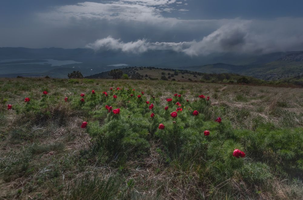 В стране Пиония