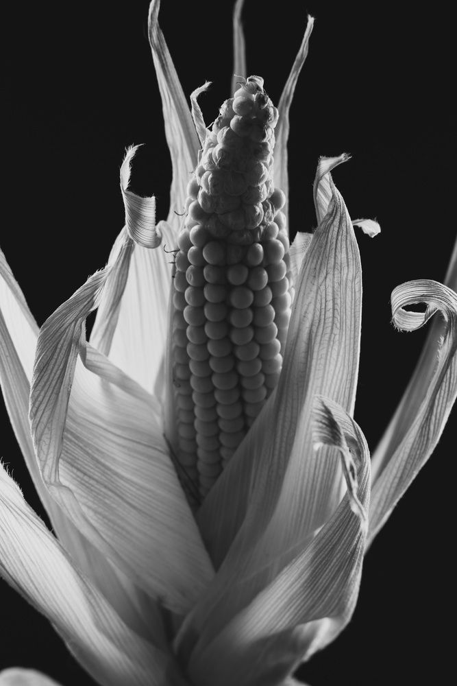 Photo 2632262