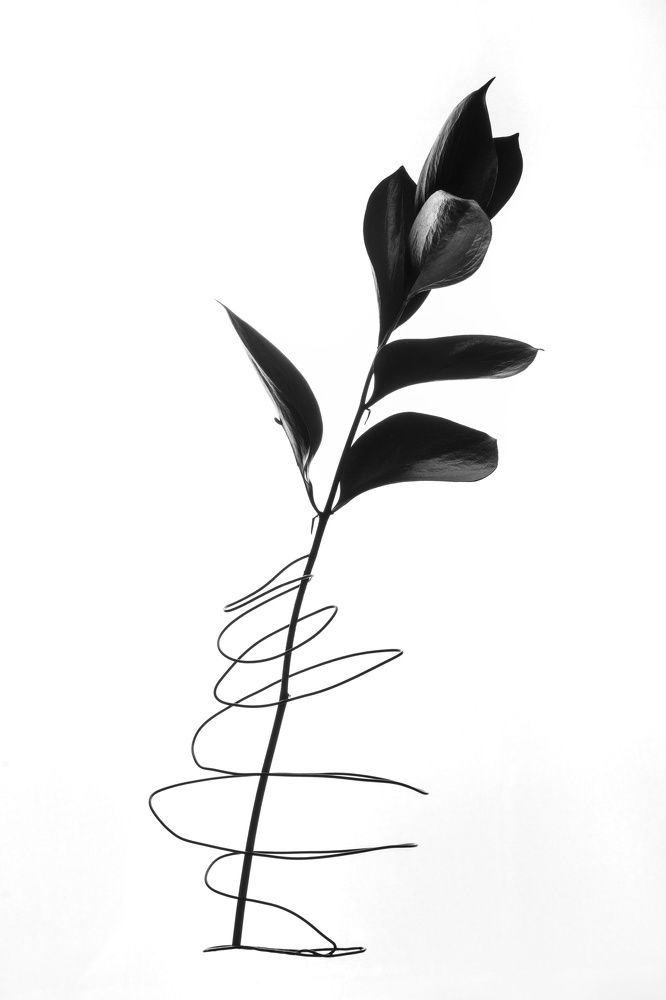 Photo 2632266