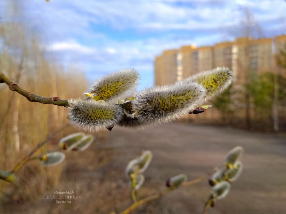 Цветёт верба