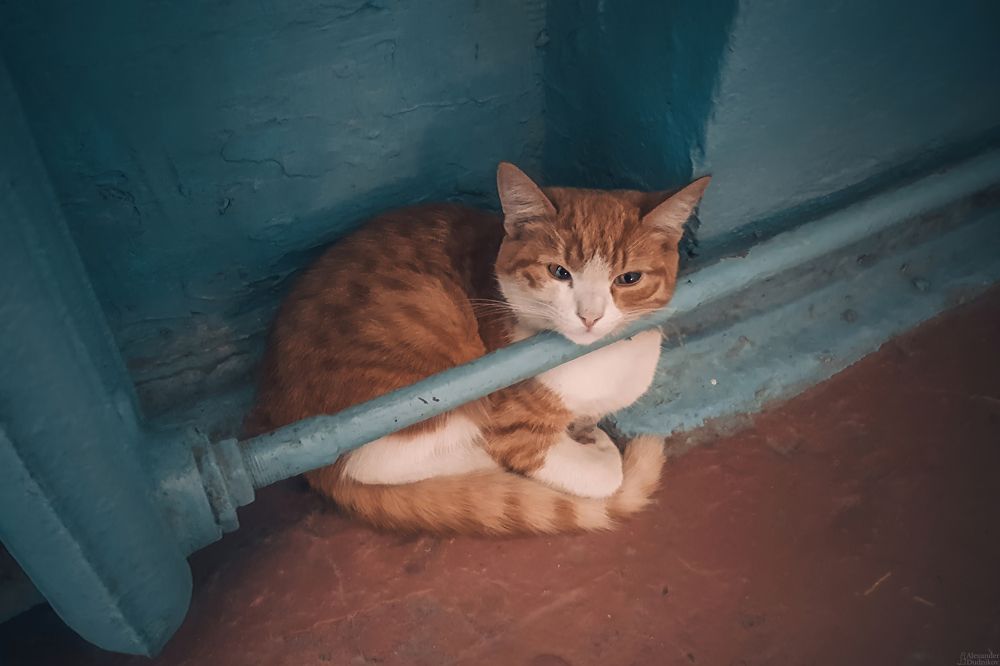 Из жизни усатых бродяг
