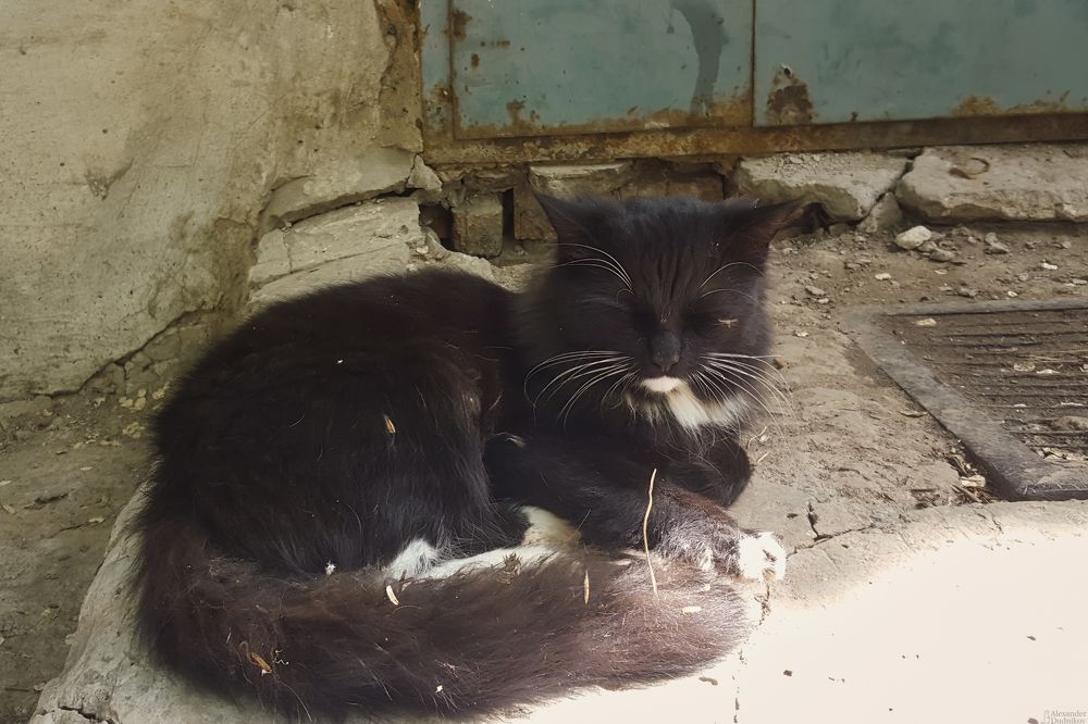 Из жизни усатых бродяг