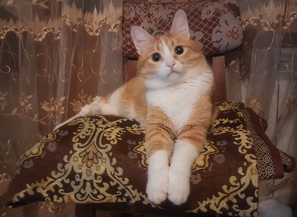 Из жизни усатых домоседов