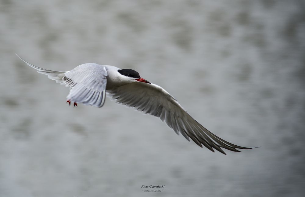 terns