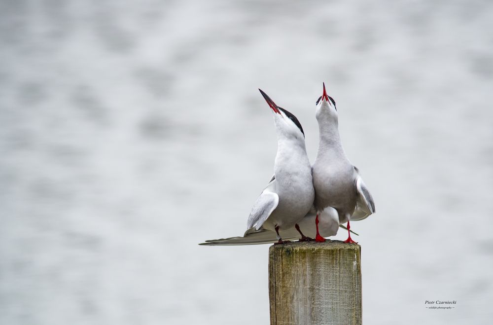 terns