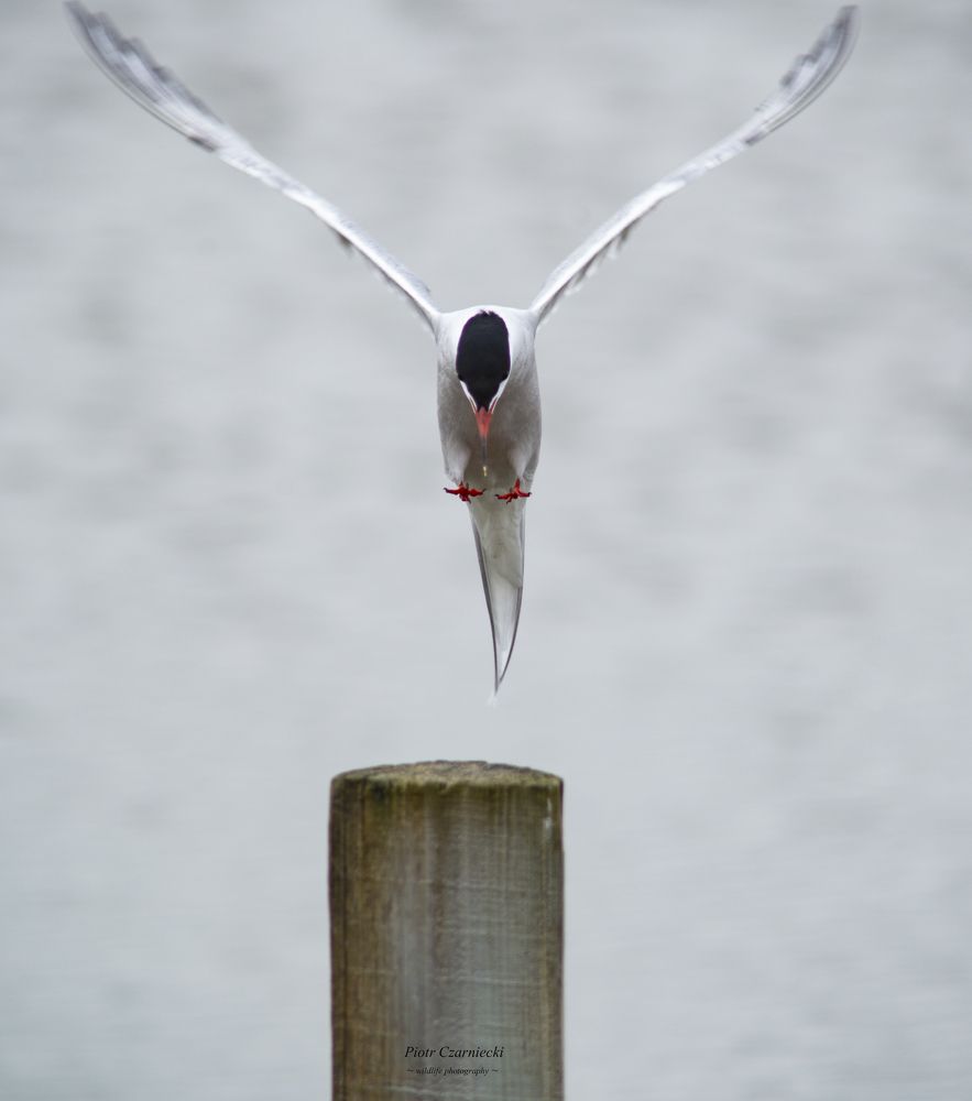 terns