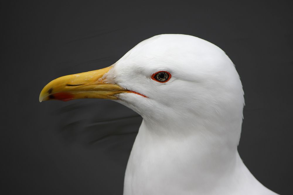Портрет серебристой чайки (Larus argentatus)