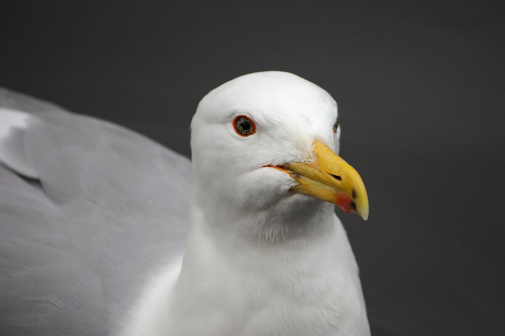 Портрет серебристой чайки (Larus argentatus)