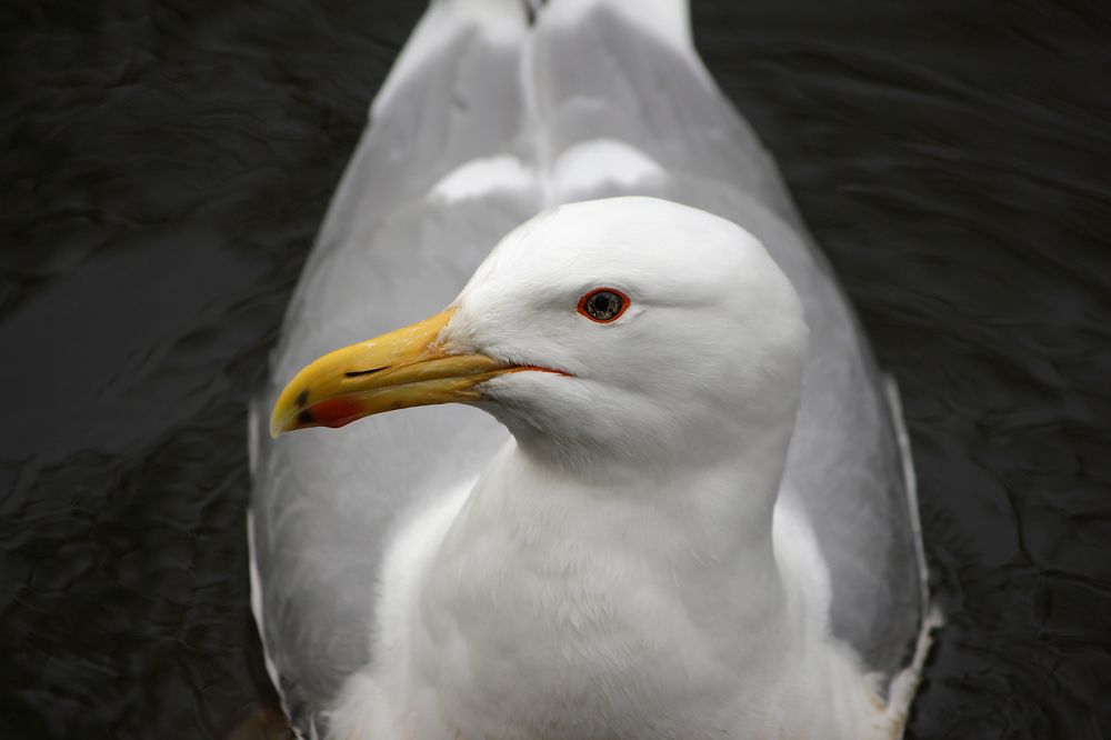 Портрет серебристой чайки (Larus argentatus)