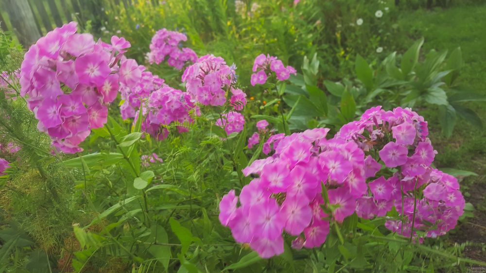 Деревенские зарисовки
