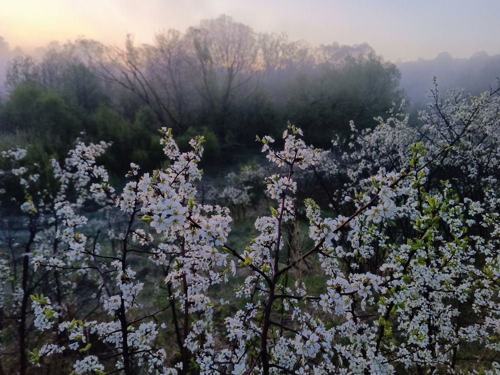 Photo 2633782