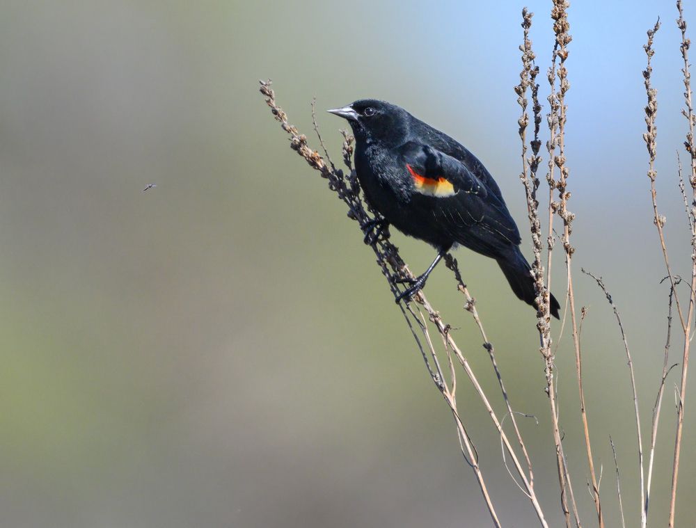Red-winged blackbird