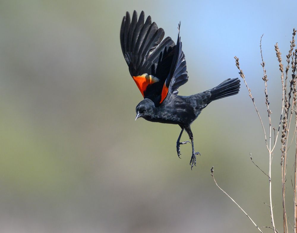 Red-winged blackbird