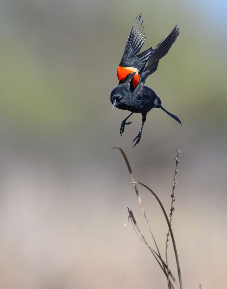 Red-winged blackbird