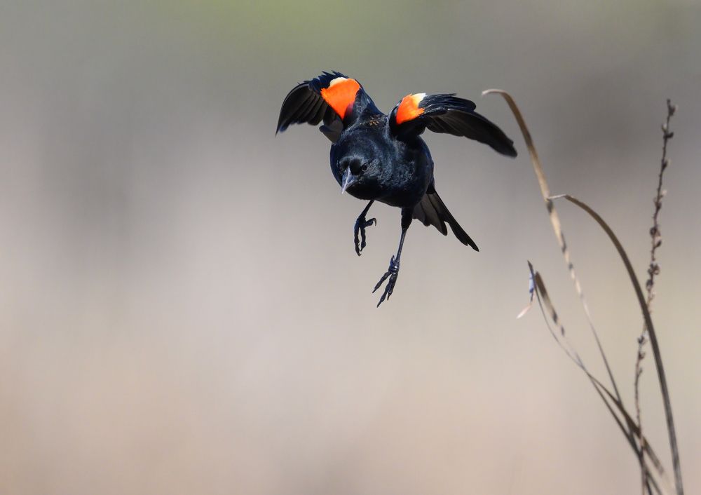 Red-winged blackbird