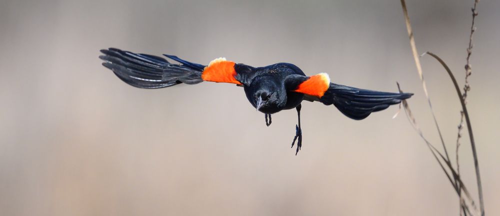 Red-winged blackbird