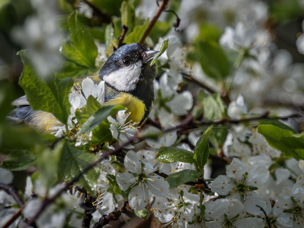 Photo 2634455