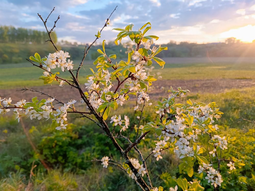 Photo 2634740