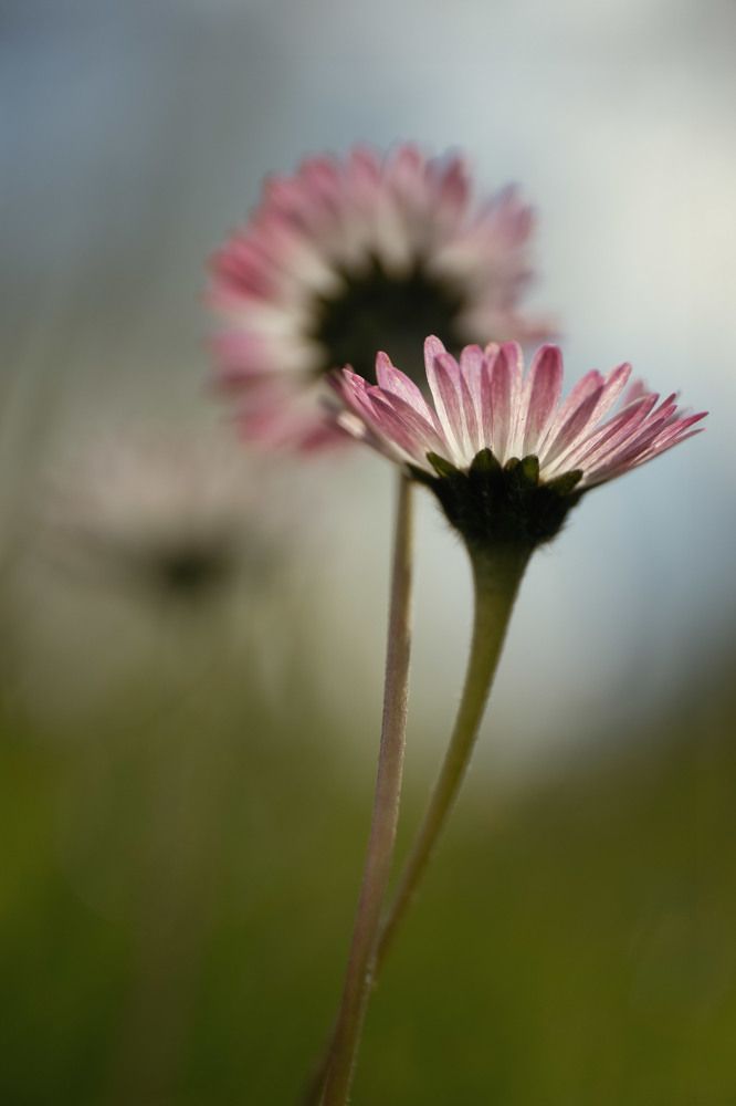Photo 2634798