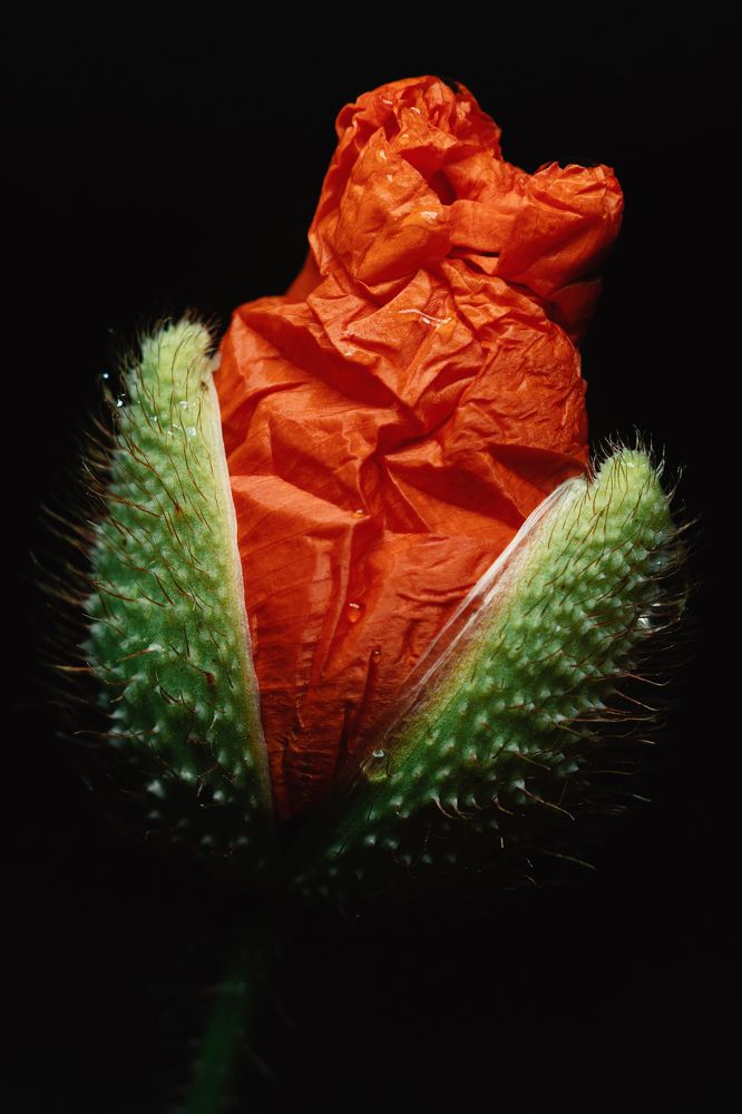 Маковая эстетика.