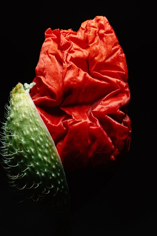 Маковая эстетика.