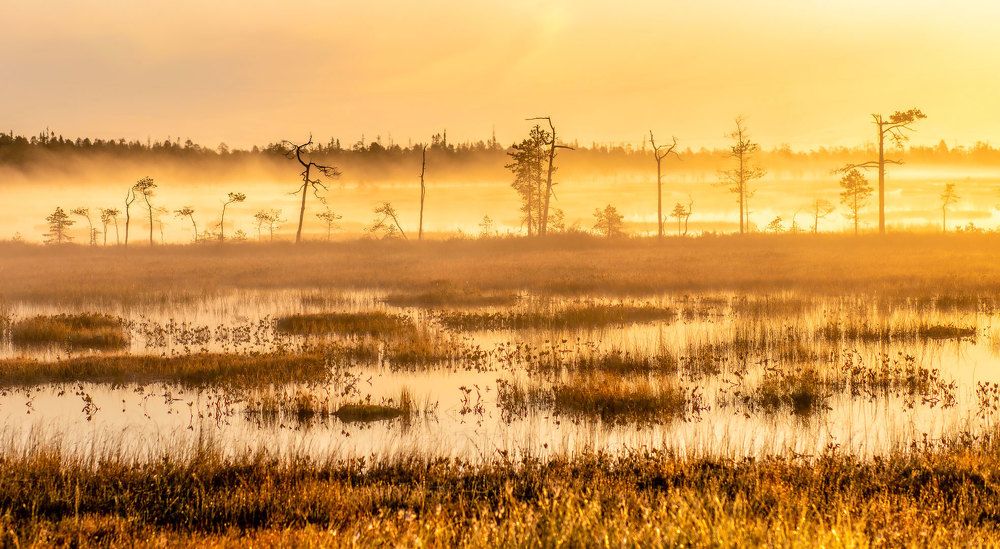 Foggy mornings
