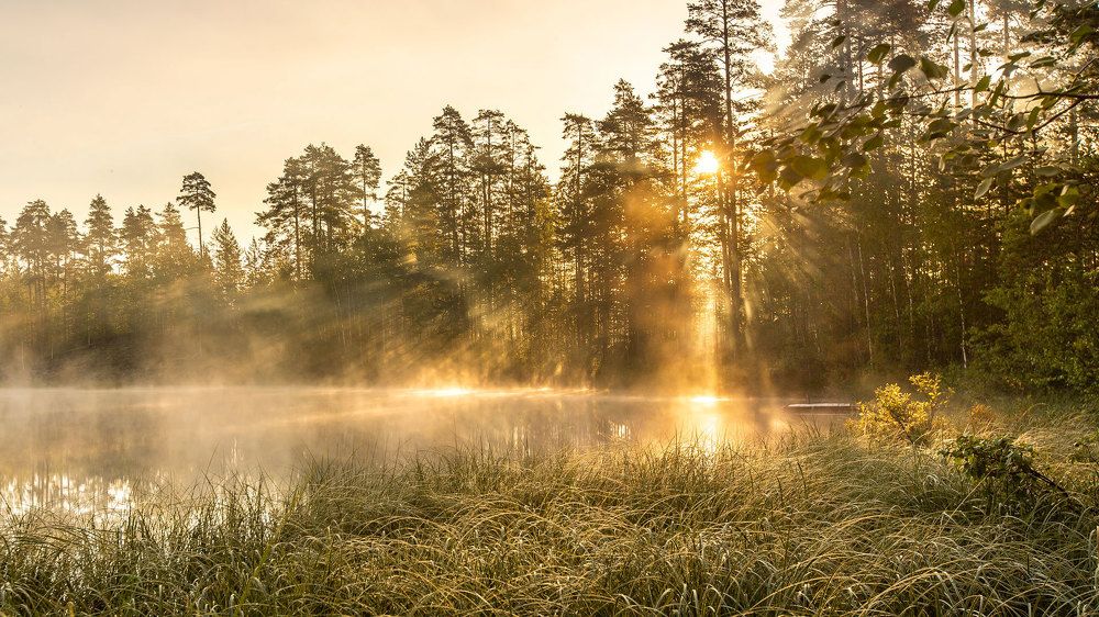 Foggy mornings