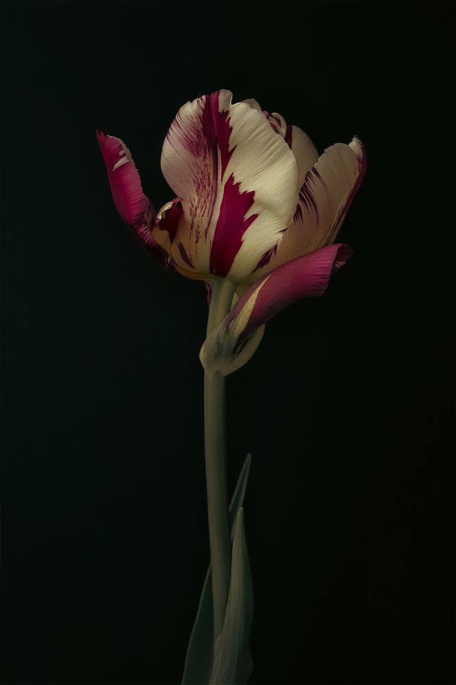 Photo 2635424