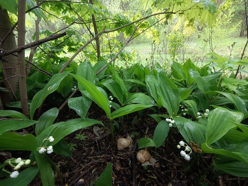Photo 2636305