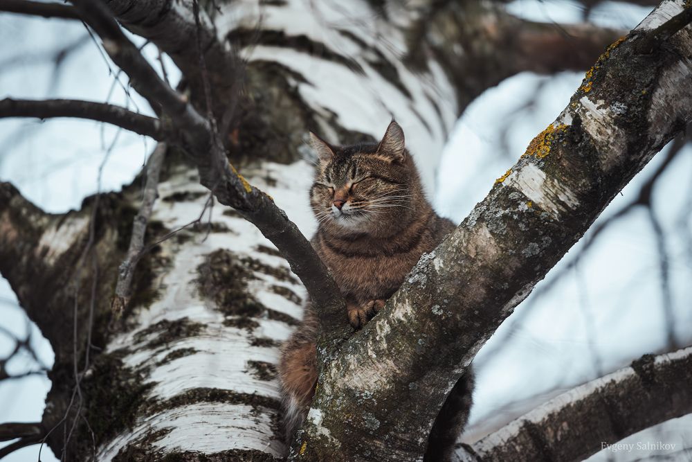 Уличные коты прекрасны