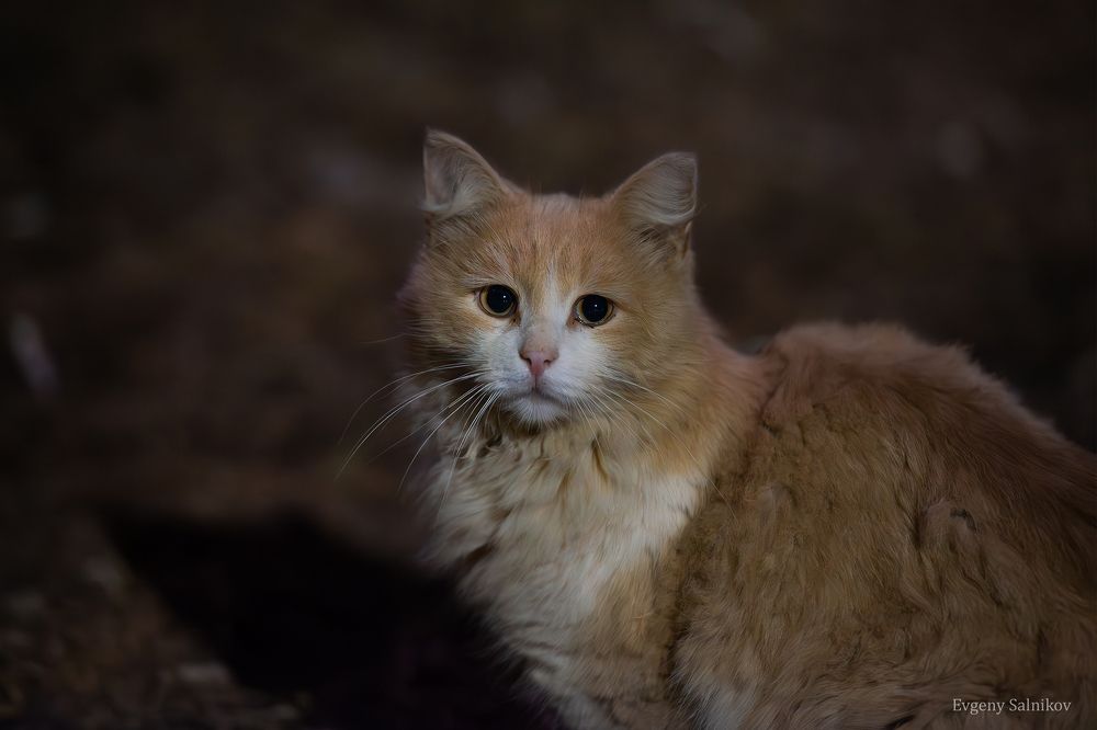 Уличные коты прекрасны