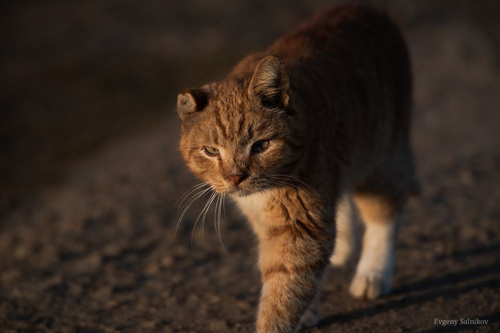 Уличные коты прекрасны