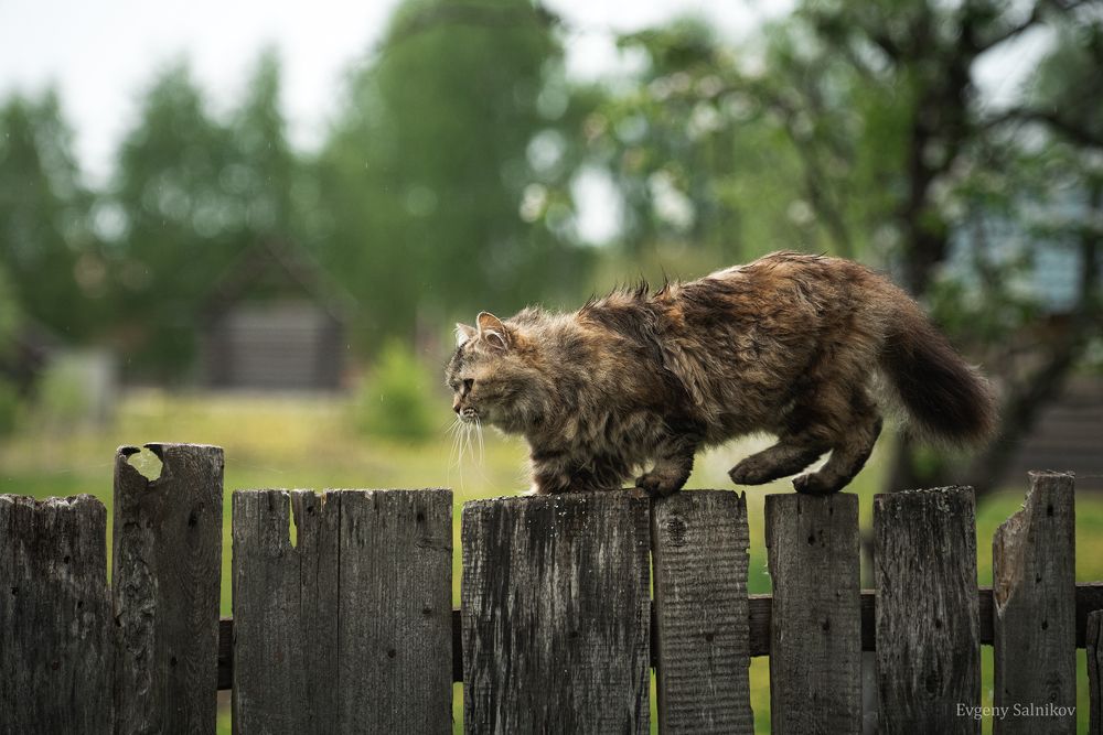 Уличные коты прекрасны