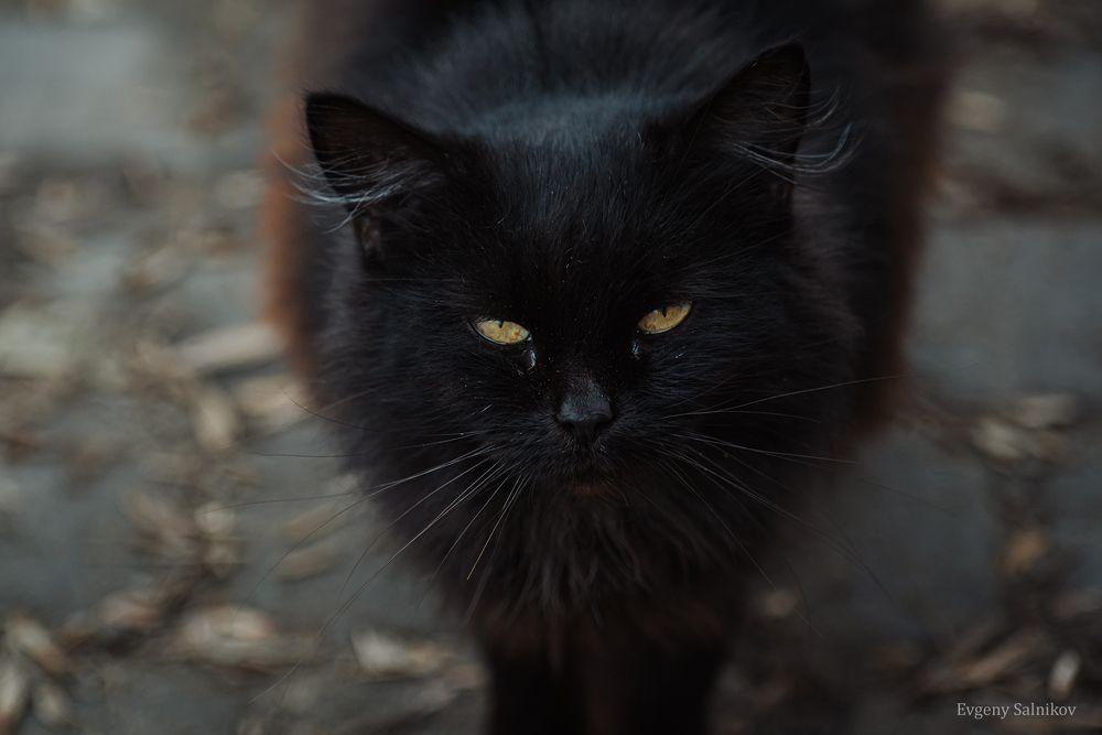 Уличные коты прекрасны