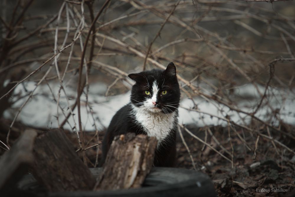 Уличные коты прекрасны