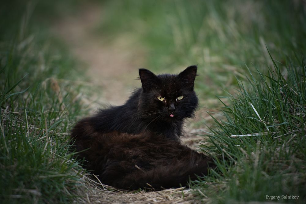Уличные коты прекрасны