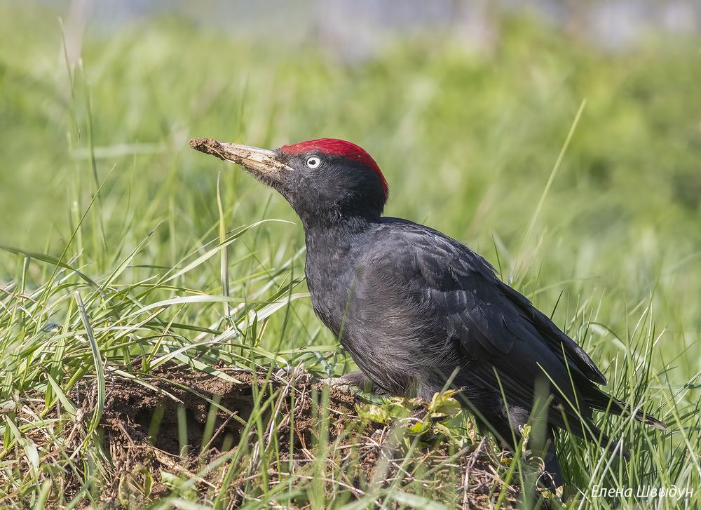 Black woodpecker