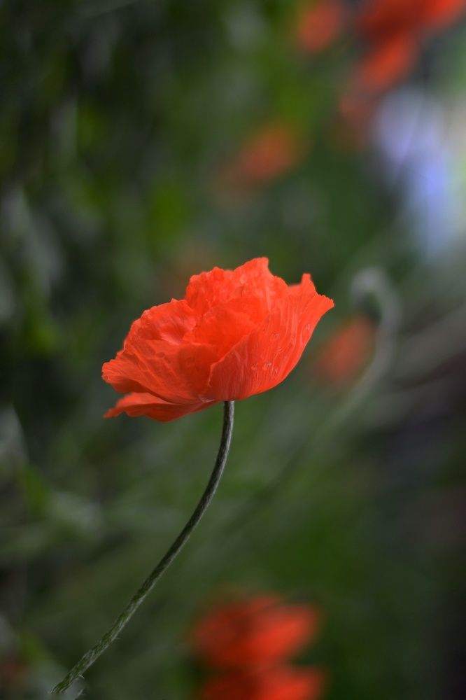 Photo 2637068