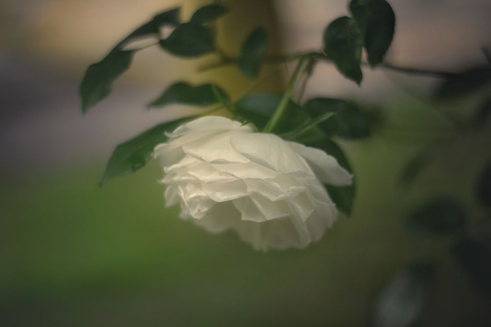 Photo 2637069