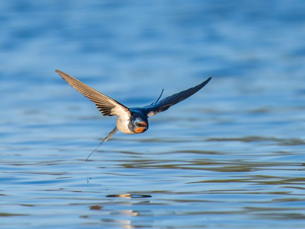 Photo 2637734