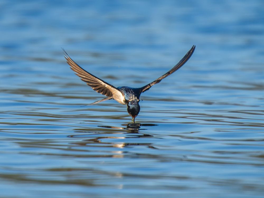 Photo 2637736