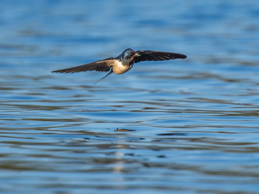 Photo 2637737